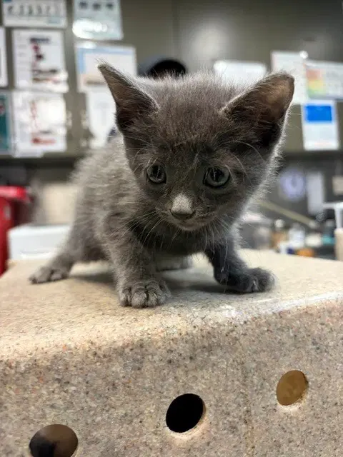 Med Adopt Bernice - Domestic Short Hair