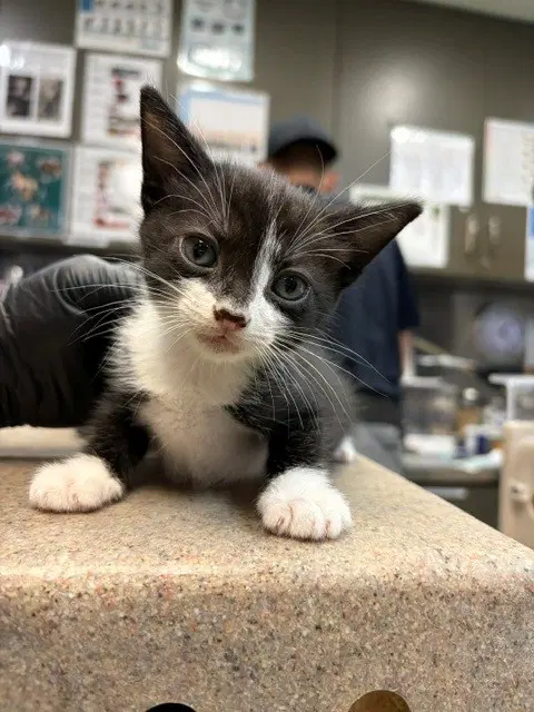 Tye - Domestic Short Hair