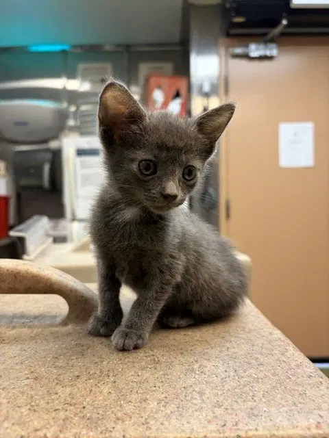Med Adopt Jessie - Domestic Short Hair