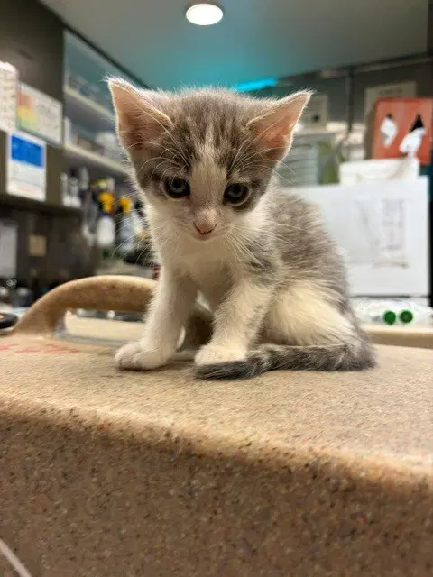 Grayson - Domestic Short Hair
