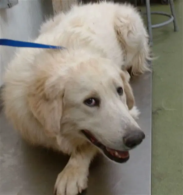 Crane - Great Pyrenees