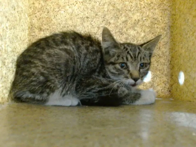 Med Waiver Patricia - Domestic Short Hair