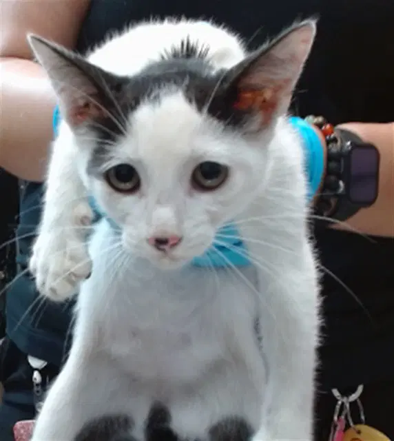 Moomoo - Domestic Short Hair