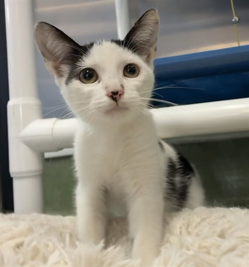 picture of the cat needing adoption
