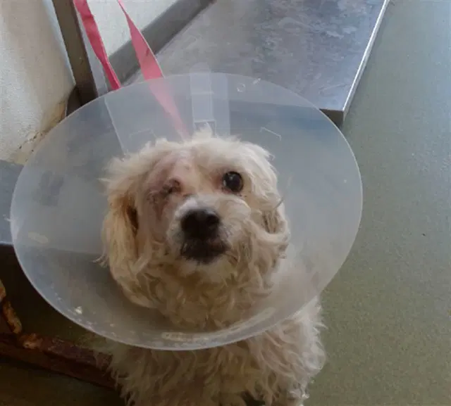 Med Waiver Rhonda - Shih Tzu