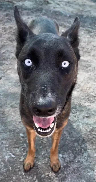 Veronica - Belgian Shepherd Malinois