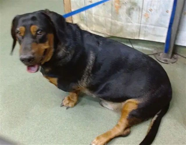 Ltdan - Basset Hound