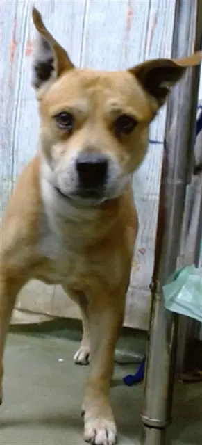 Forrest Gump - Pit Bull Terrier