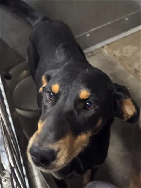 Carl - Doberman Pinscher