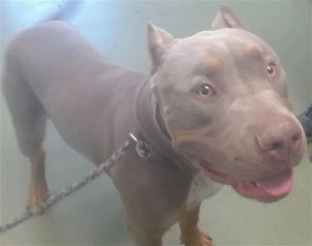 Al - Pit Bull Terrier