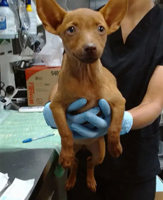 Mandy - Chihuahua