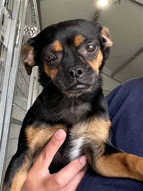 Pinchey - Chihuahua