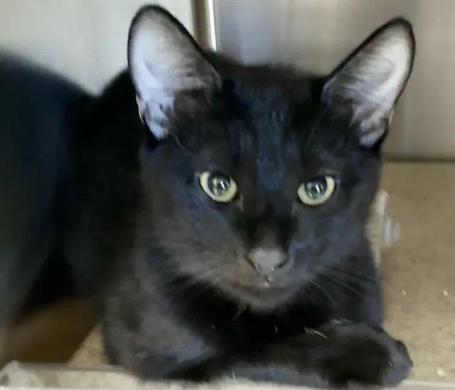 Keith - Domestic Short Hair