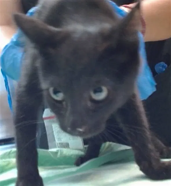 Bruce - Domestic Short Hair