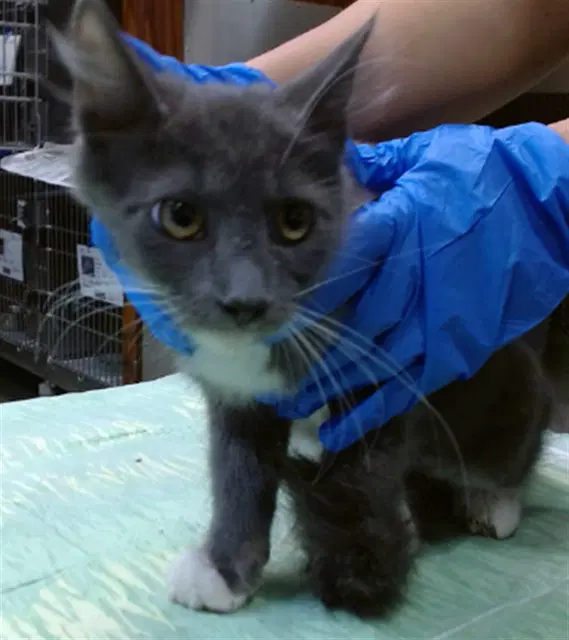 Bebe - Domestic Short Hair