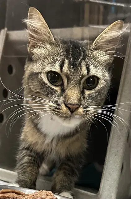Med Waiver Mama Nutmeg - Domestic Medium Hair
