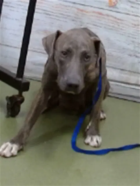 Mama Deena - Labrador Retriever