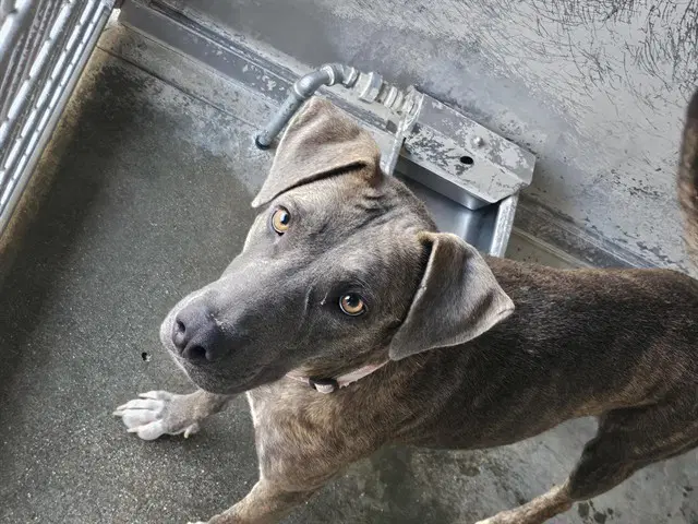 Mama Deena - Pit Bull Terrier