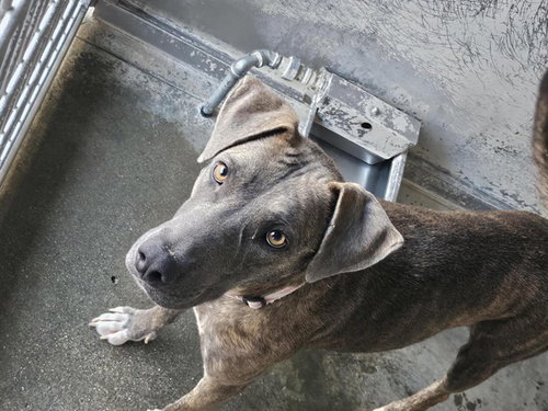 Mama Deena, Pit Bull Terrier / Mixed (medium coat)