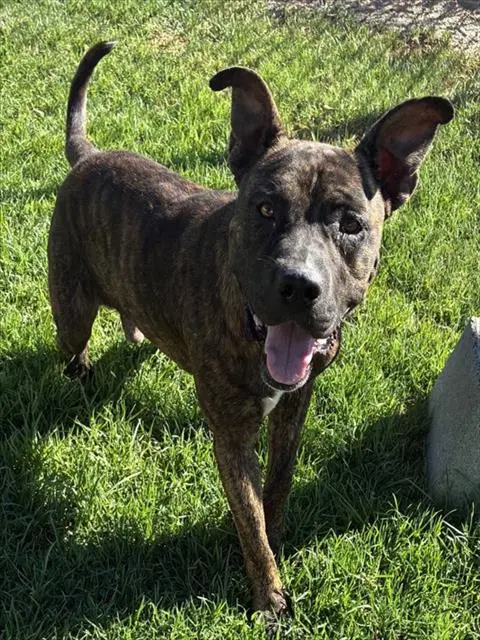 Mars - Pit Bull Terrier