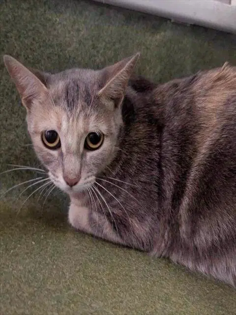 Mekia - Domestic Short Hair