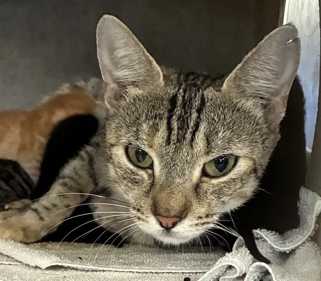 Mama Jenny - Domestic Short Hair