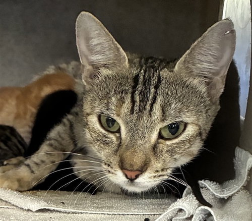 picture of the cat needing adoption