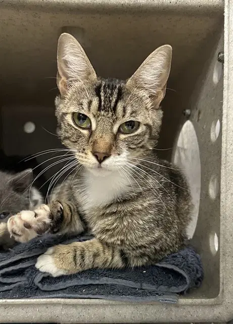 Mama Grassheart - Domestic Short Hair