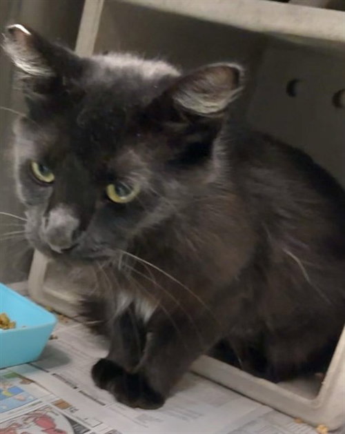 picture of the cat needing adoption