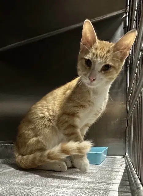 Med Adopt Brant - Domestic Short Hair