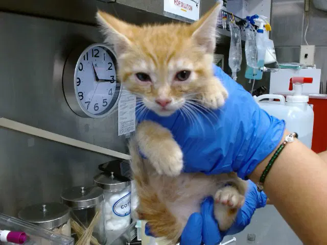 Med Adopt Nissan image 1