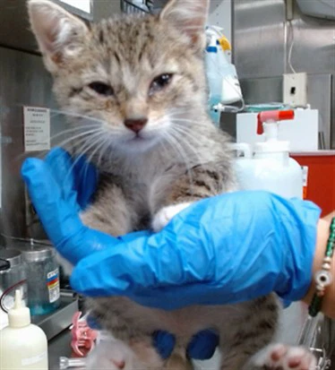 Med Adopt Lexus