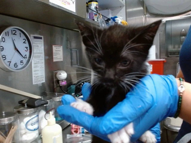 Med Adopt Audi