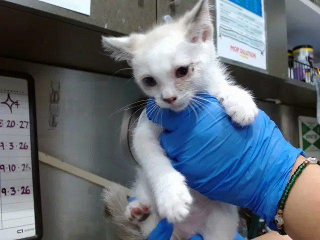 Med Adopt Genesis - Domestic Short Hair