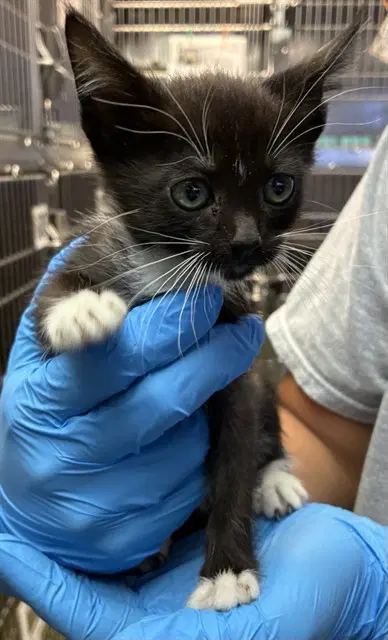 Infinity - Domestic Short Hair