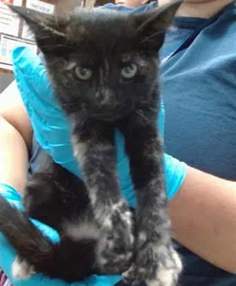 Foxy - Domestic Short Hair