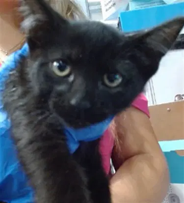 Melvin image 1