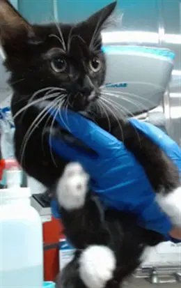 James - Domestic Short Hair