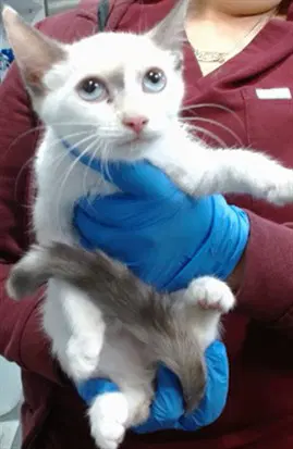 Med Adopt Tiffany - Domestic Short Hair