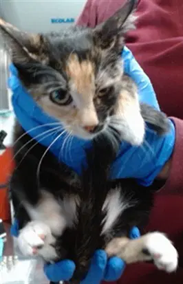 Med Adopt Tortilla - Domestic Short Hair