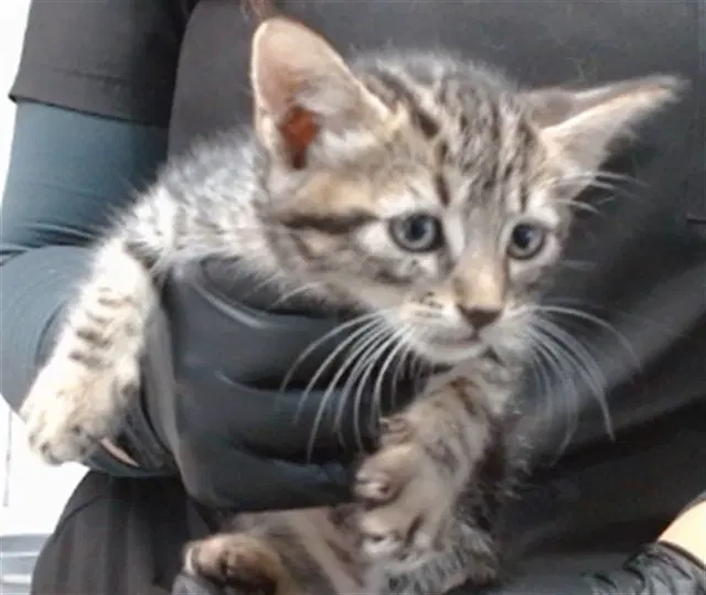 Mark - Domestic Short Hair