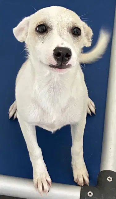 Zippie - Chihuahua