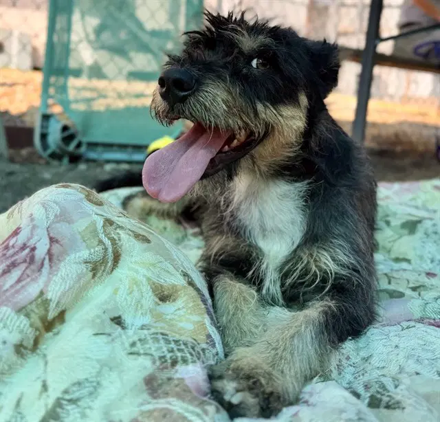 Fawn - Terrier