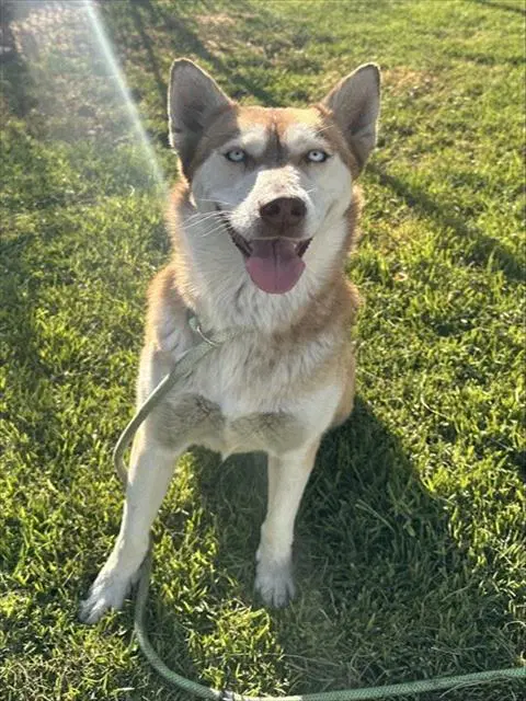 Maya - Siberian Husky