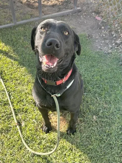 Susy - Labrador Retriever