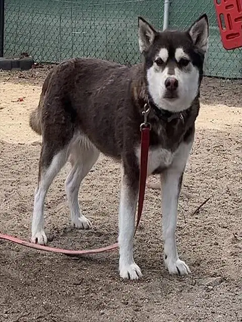 Camila - Siberian Husky