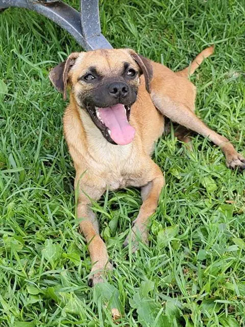 Med Adopt Lolita - Chihuahua