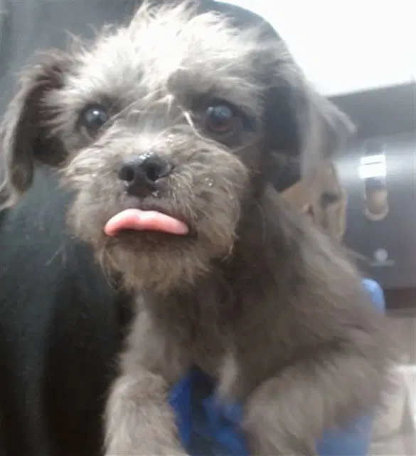 Fifi image 1