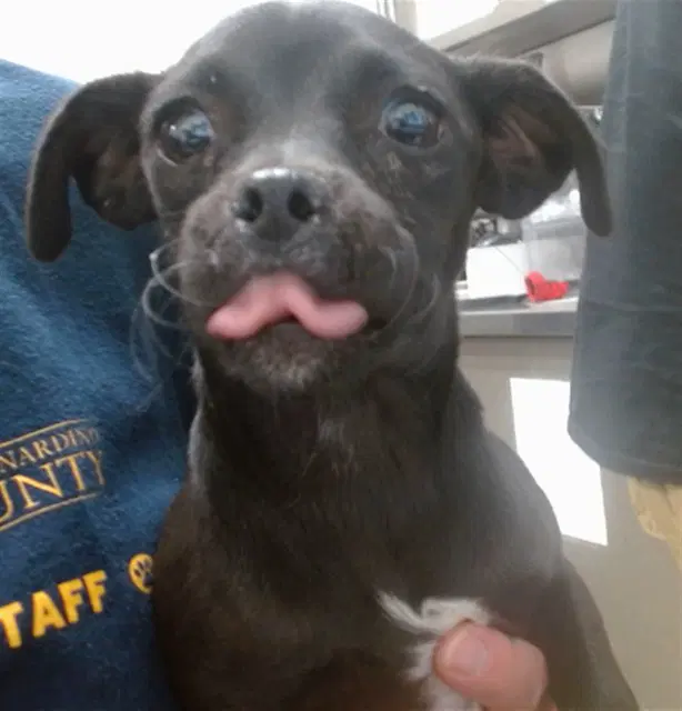 Macie - Chihuahua
