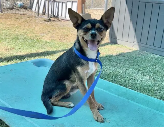 Jerry - Chihuahua